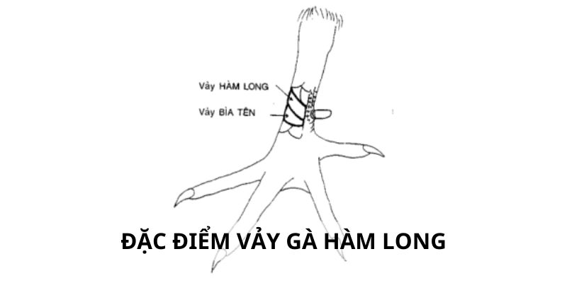 Đặc điểm nhận dạng vảy hàm long